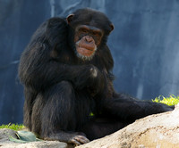 Chimpanzee "The Bitter Old Man" version 2