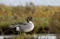 Male Northern Pintail     or Anas acuta
