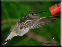 Hummingbirds meet SB800 - my external flash that is....
