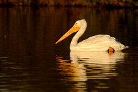 The White Pelicans Have Returned to Sepulveda Basin