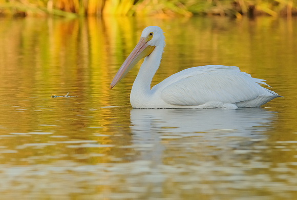 "Surrounded By Gold" version 2 Adult American White Pelican    or Pelecanus erythrorhynchos