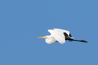 Great Egret in flight   or Ardea alba
