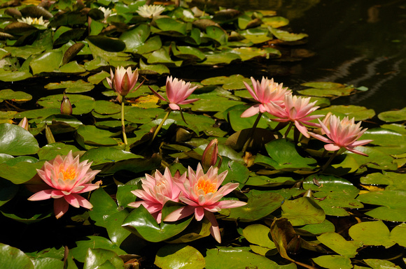 Waterlilies in the Pond at the Japanese Garden at the Huntington Library & Botanical Gardens   II