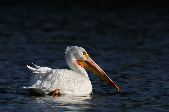 Adult American White Pelican    IV or Pelecanus erythrorhynchos