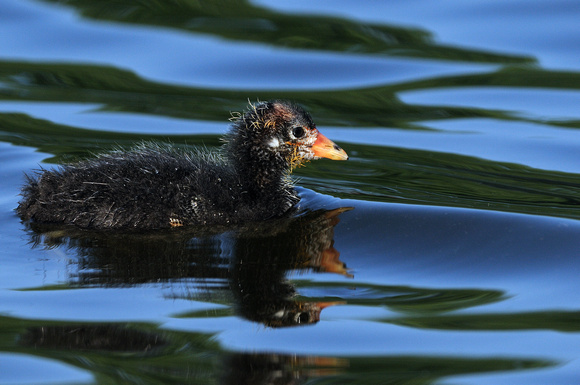 "Reflections...."      American Coot or Fulica americana  Chick