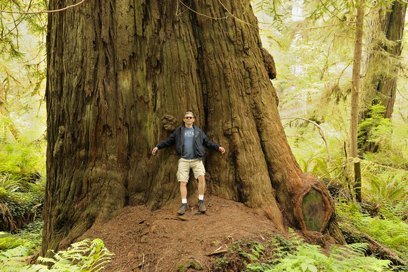 California Redwoods & Ross
