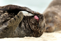 Resting female California Harbor Seal