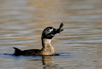 Pied-billed Grebes Fishing
