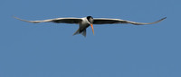 TIFs or Terns In Flight # 8