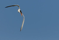 TIFs or Terns In Flight # 6