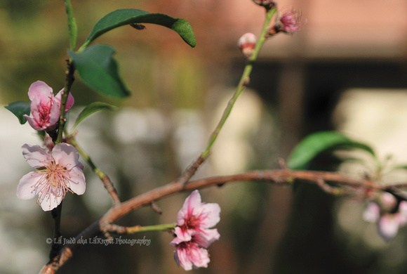 Nectarine Blossoms at ISO 200