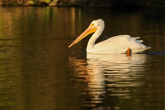 Golden Light Pelican   Adult American White Pelican    or Pelecanus erythrorhynchos