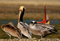 Pelican Neck Calisthenics or .......  X   Brown Pelican Male   or Pelecanus occidentalis