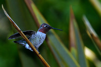 Anna's Hummingbird Adult Male   or Calypte anna
